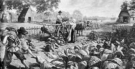 Harvesting tobacco at Jamestown
