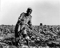 Photograph of a 13 year old boy sharecropping in 1937
