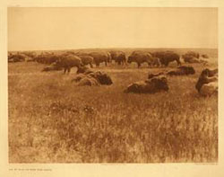 Bison ranging, c. 1927